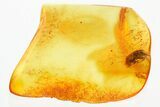 Detailed Fossil False Flower Beetle (Anaspidinae) in Baltic Amber #381275-1